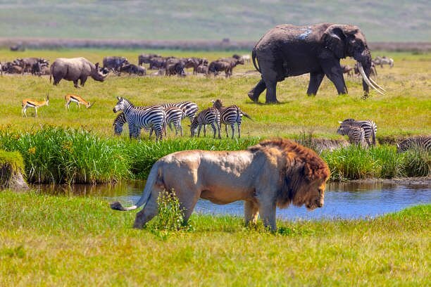 Kenia y Tanzania